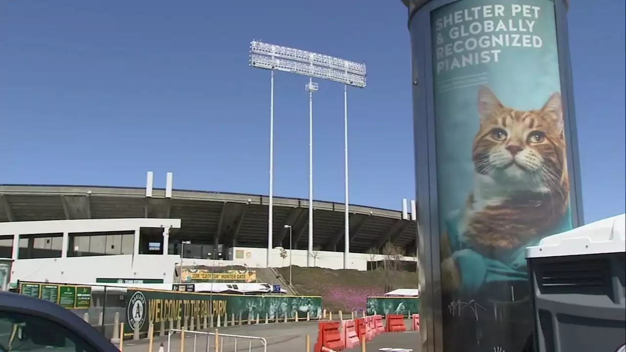 How Oakland Coliseum, A's plan to address takeover of feral cats