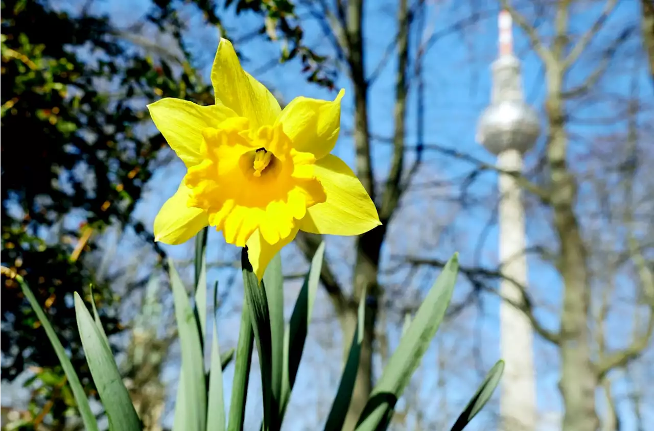 Sonnige Ostern: Dieses Wetter erwartet Berliner an den Feiertagen