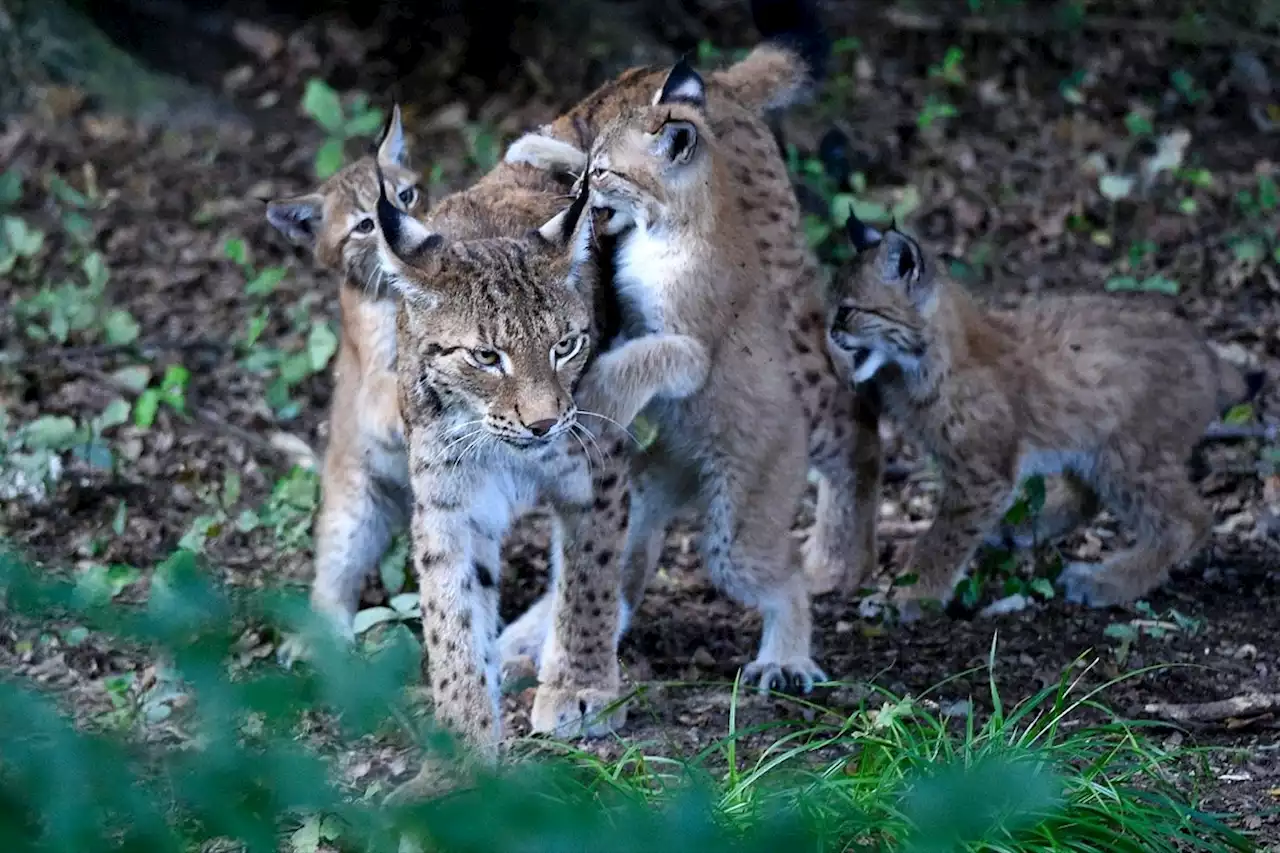 Biodiversité : la France adopte un plan pour protéger ses 150 lynx présents sur son sol