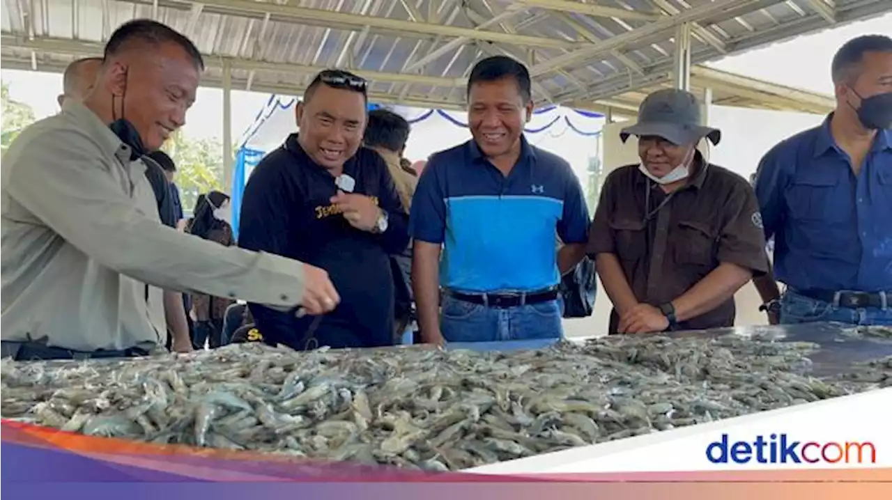 Top! Program INAP Mulai Panen Perdana Udang