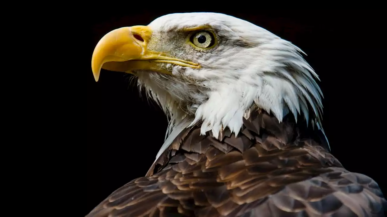 Surging Bird Flu Cases in the U.S. Have Come for the Bald Eagle