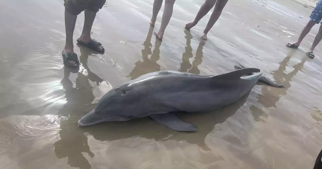 Stranded dolphin dies after rowdy beachgoers try to ride it in Brazoria County, officials say