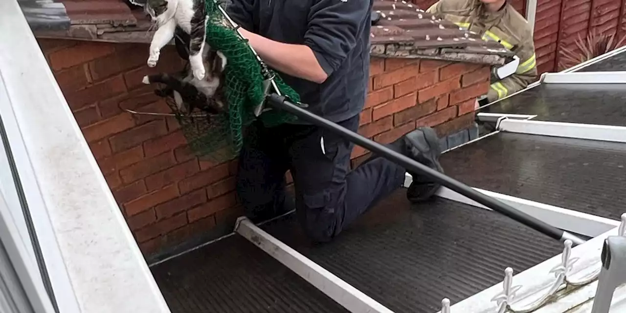 Kittens rescued after being born in the gutter of a home in Birmingham