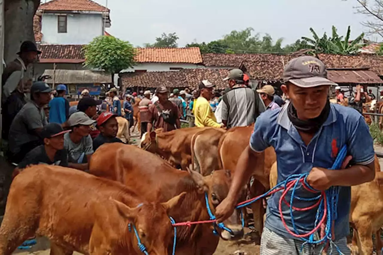 Harga Sapi Diprediksi Naik Bertahap saat Mendekati Lebaran