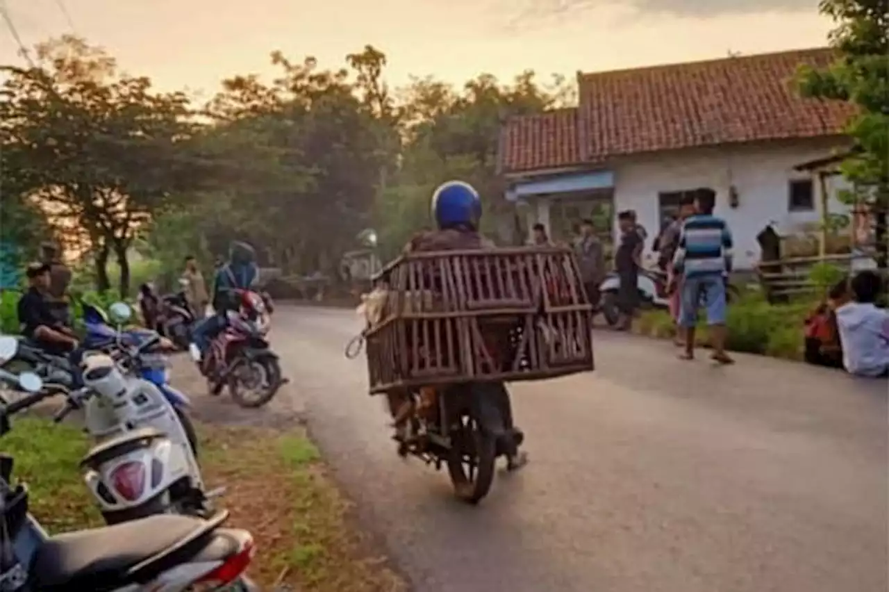 Semalam, Maling Gondol Tiga Sapi Milik Warga Banjarsawah