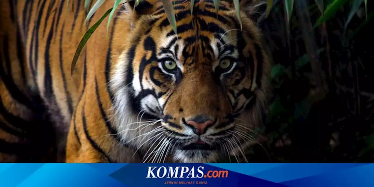 2 Ekor Sapi Warga Diterkam Harimau Sumatera di Kebun Sawit PTPN IV Simalungun