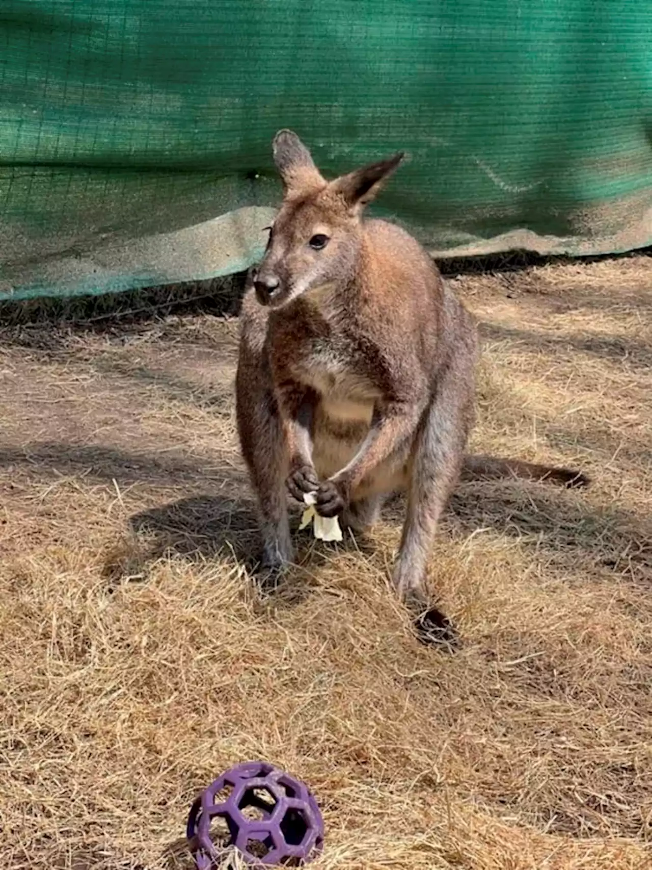 Missing wallaby found hiding in bush near zoo exhibit