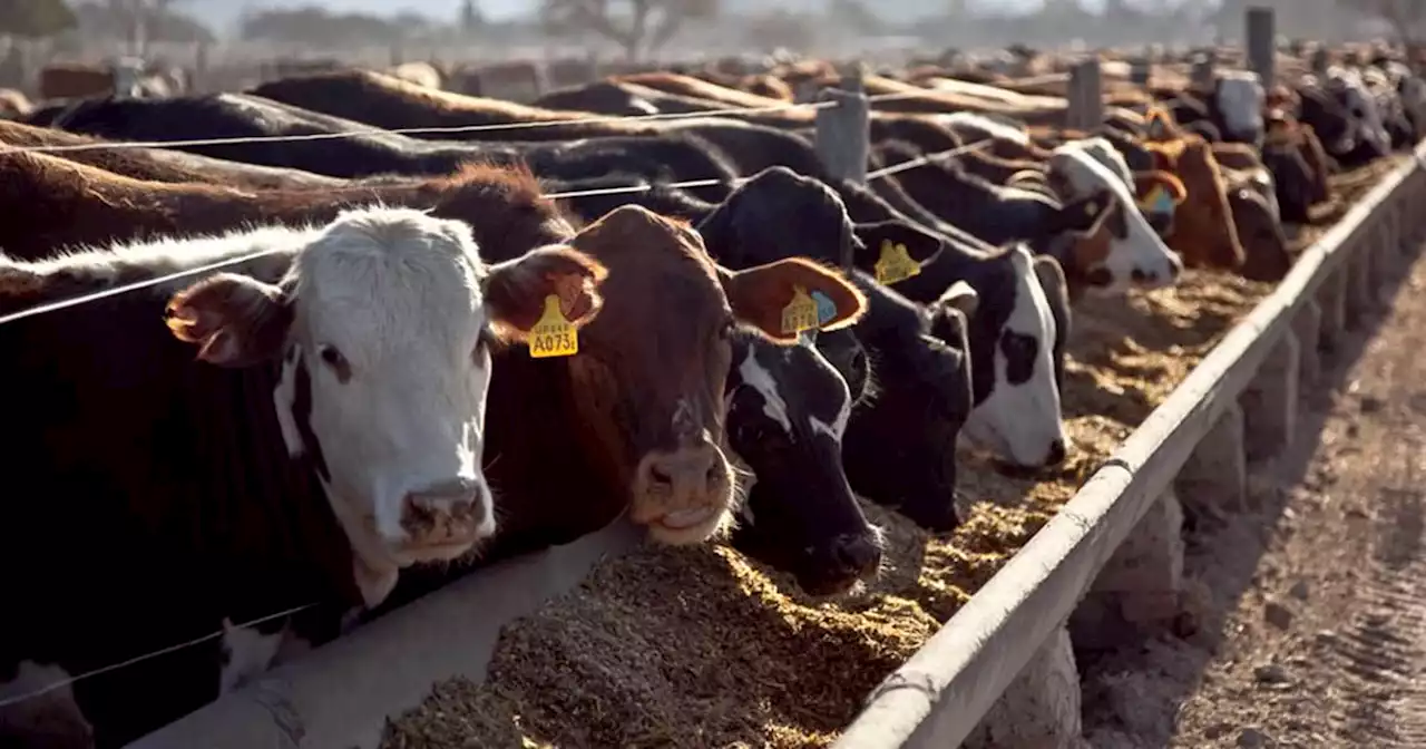 Por la escasez bovina, más eslabones comienzan a crujir | Ganadería | La Voz del Interior