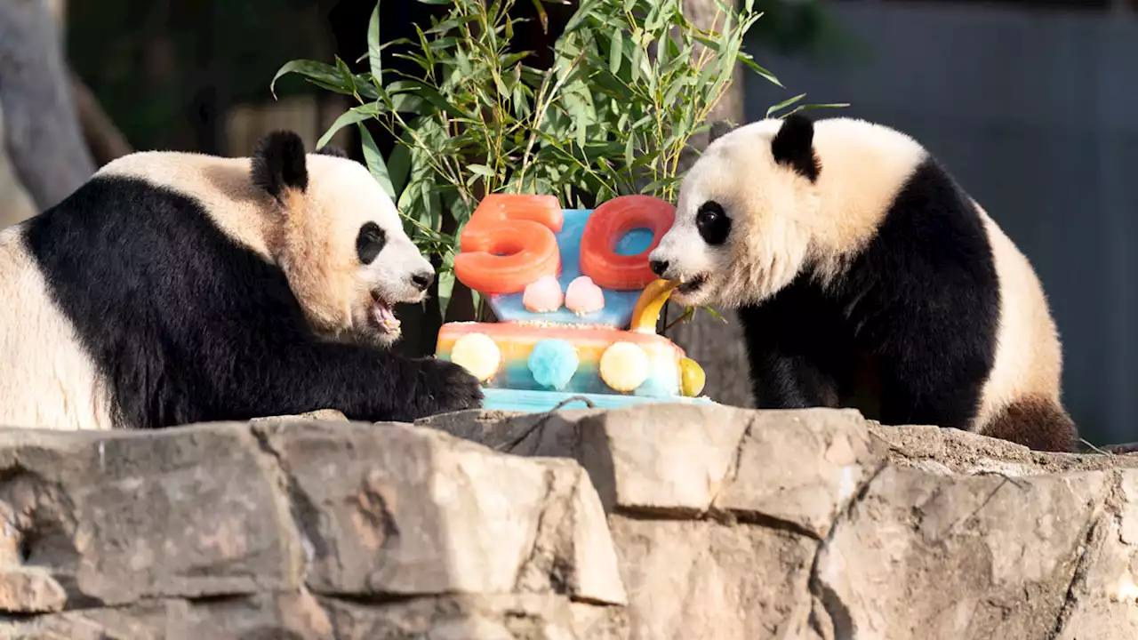 Pandas Devour Ice Cake to Celebrate 50 Years at National Zoo