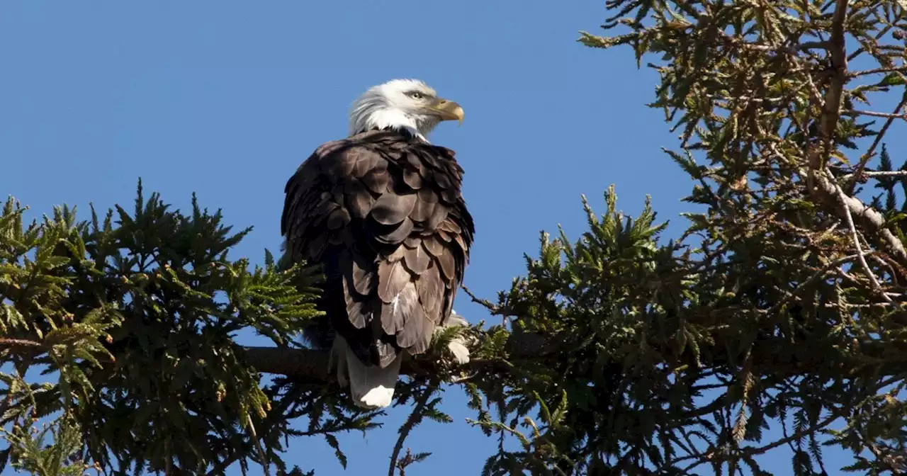 Bald eagles dying, egg prices rising: Bird flu spreads to more than 30 states