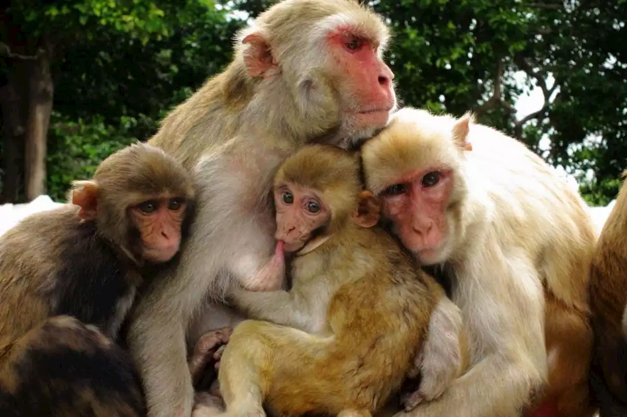 Brain regions linked to empathy bigger in monkeys with more friends