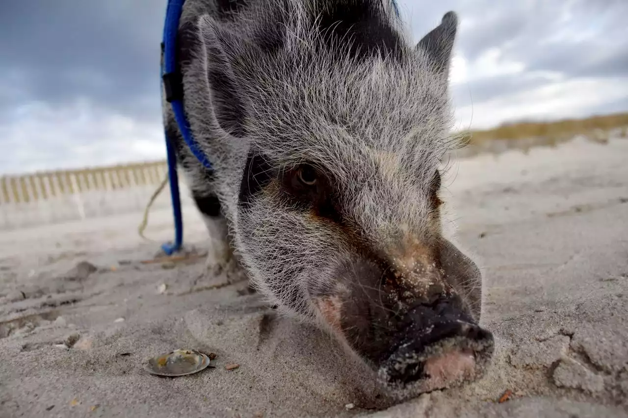 Meet Hamlette, the unlikely mascot for keeping Jersey Shore beaches clean