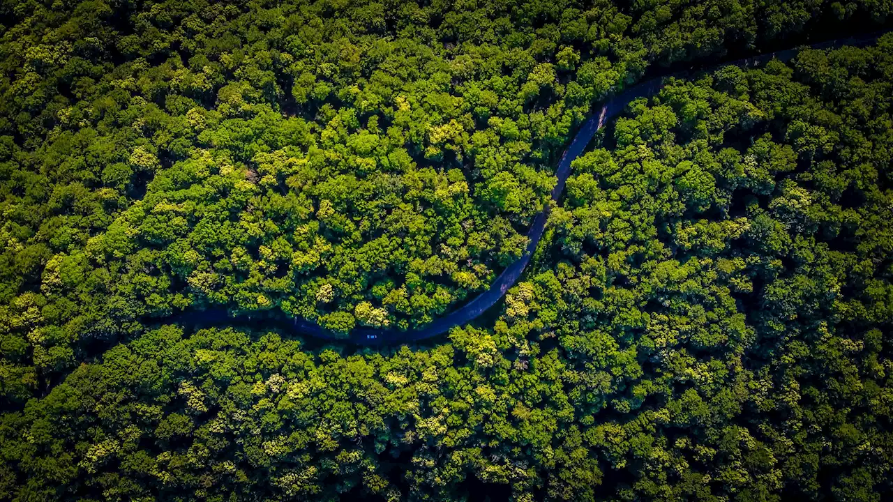 Changes in vegetation shaped global temperatures over last 10,000 years