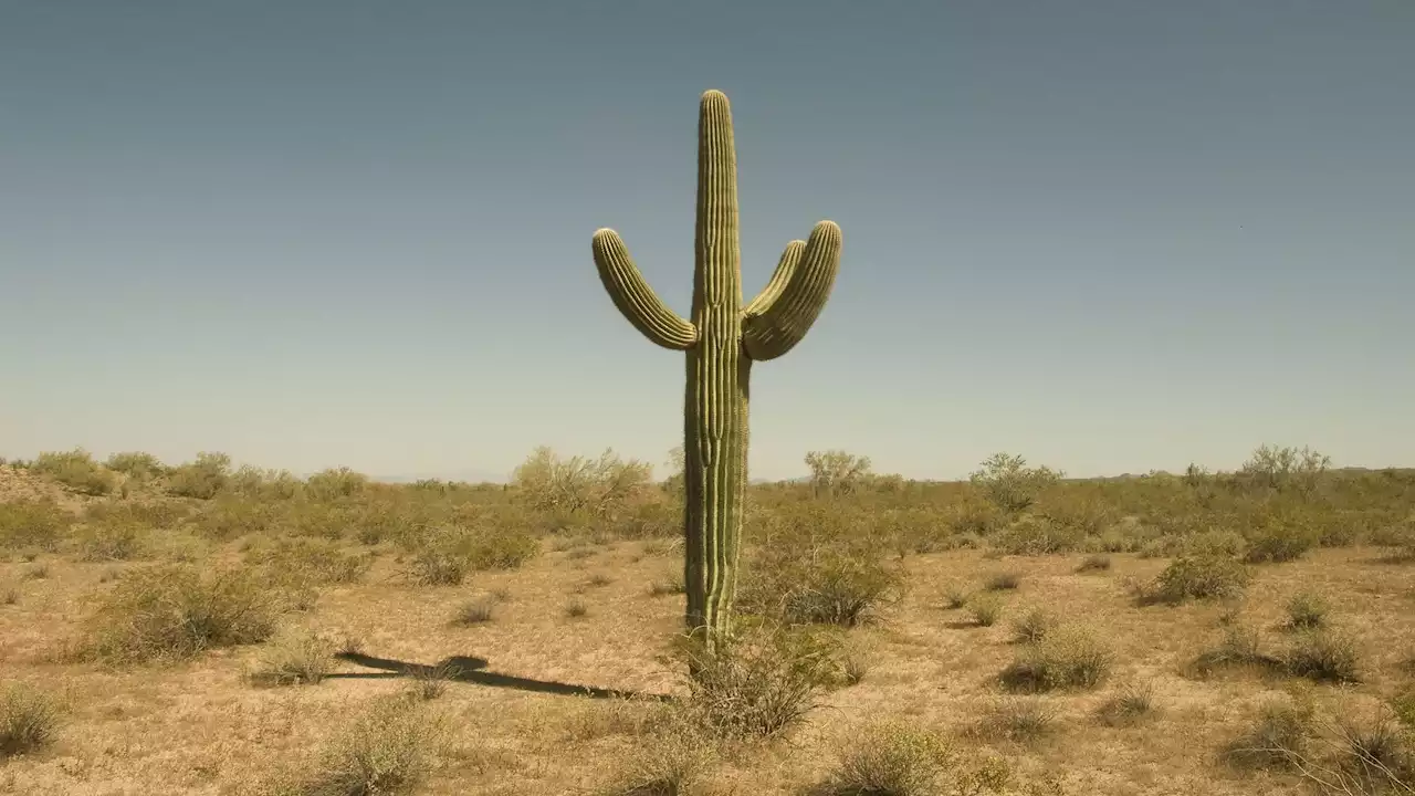 Même les cactus redoutent le réchauffement climatique