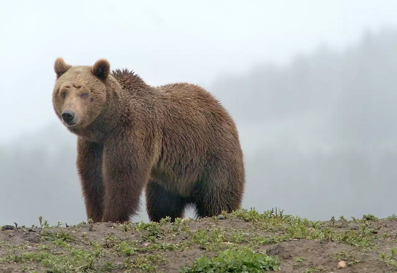 Writer Rick Bass Fights for 20 Grizzly Bears