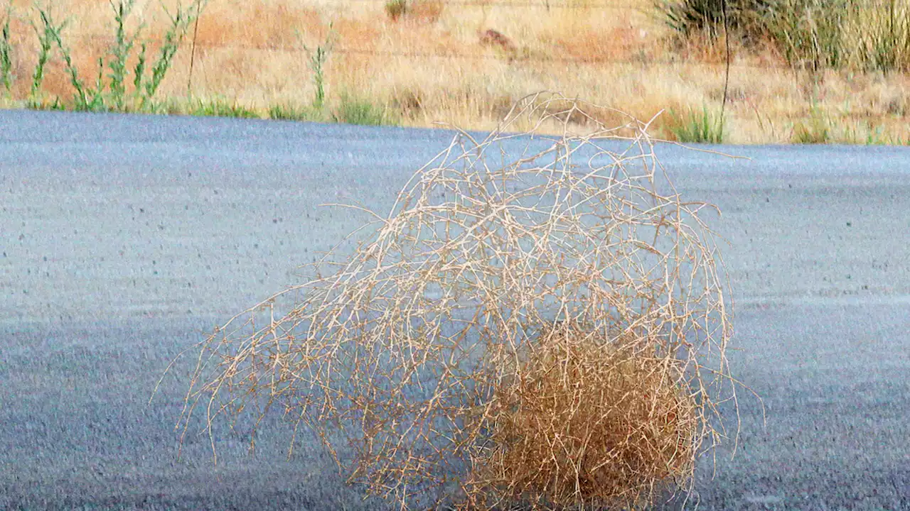 Oklahoma Tumbleweed Forced To Travel Across Three States To Get Abortion