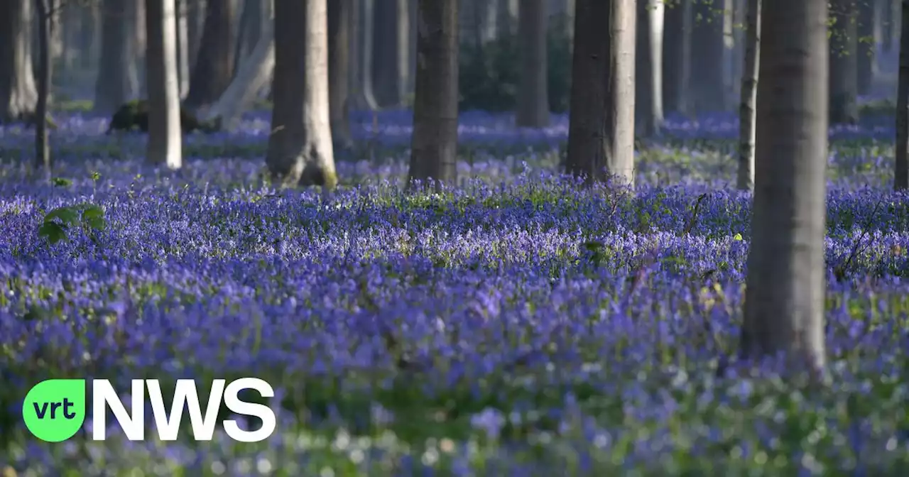 Paarse bloemenpracht in het Hallerbos bij start van het Hyacintenfestival