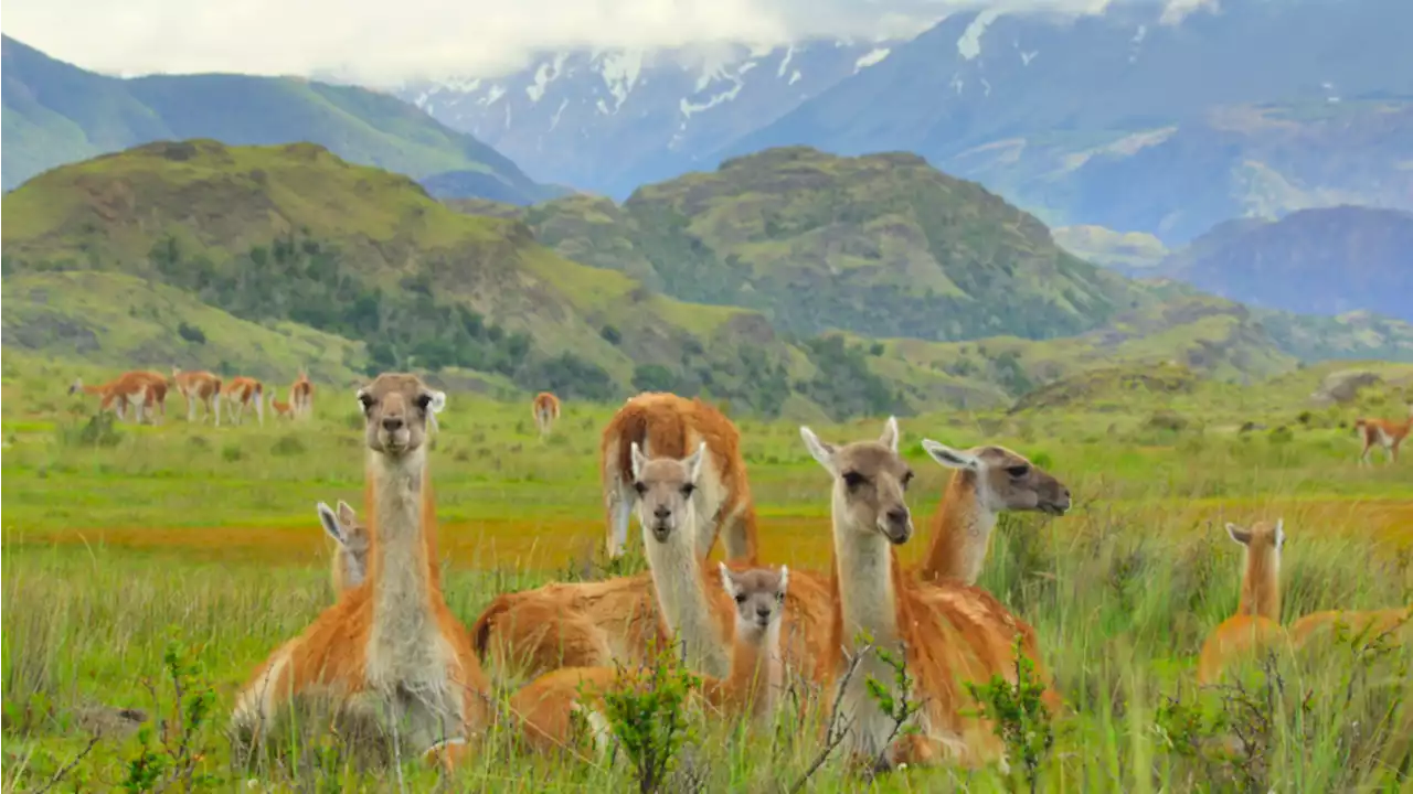 Obama tells stories of animals all around the world in Netflix's 'Our National Parks'