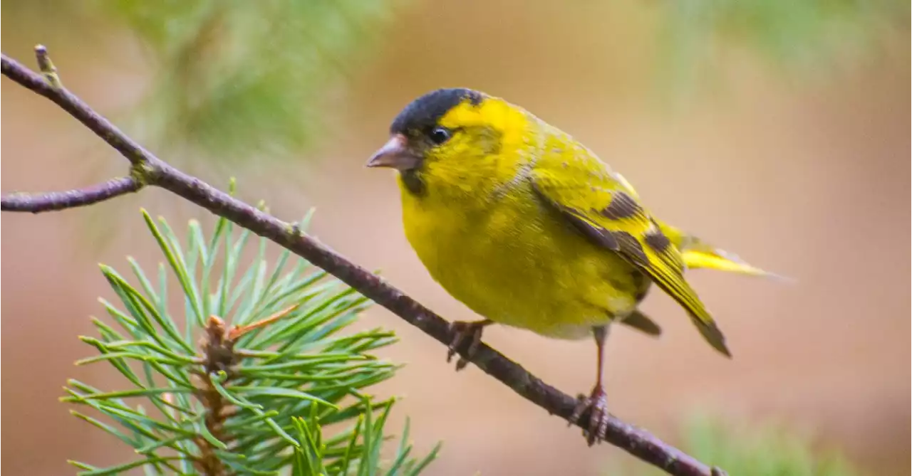 Take Down Your Bird Feeders to Reduce Spread of Bird Flu: Experts