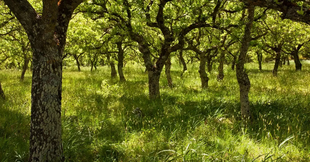 To Resurrect Jordan’s Lost Forests, People Plant Tiny Urban Ones