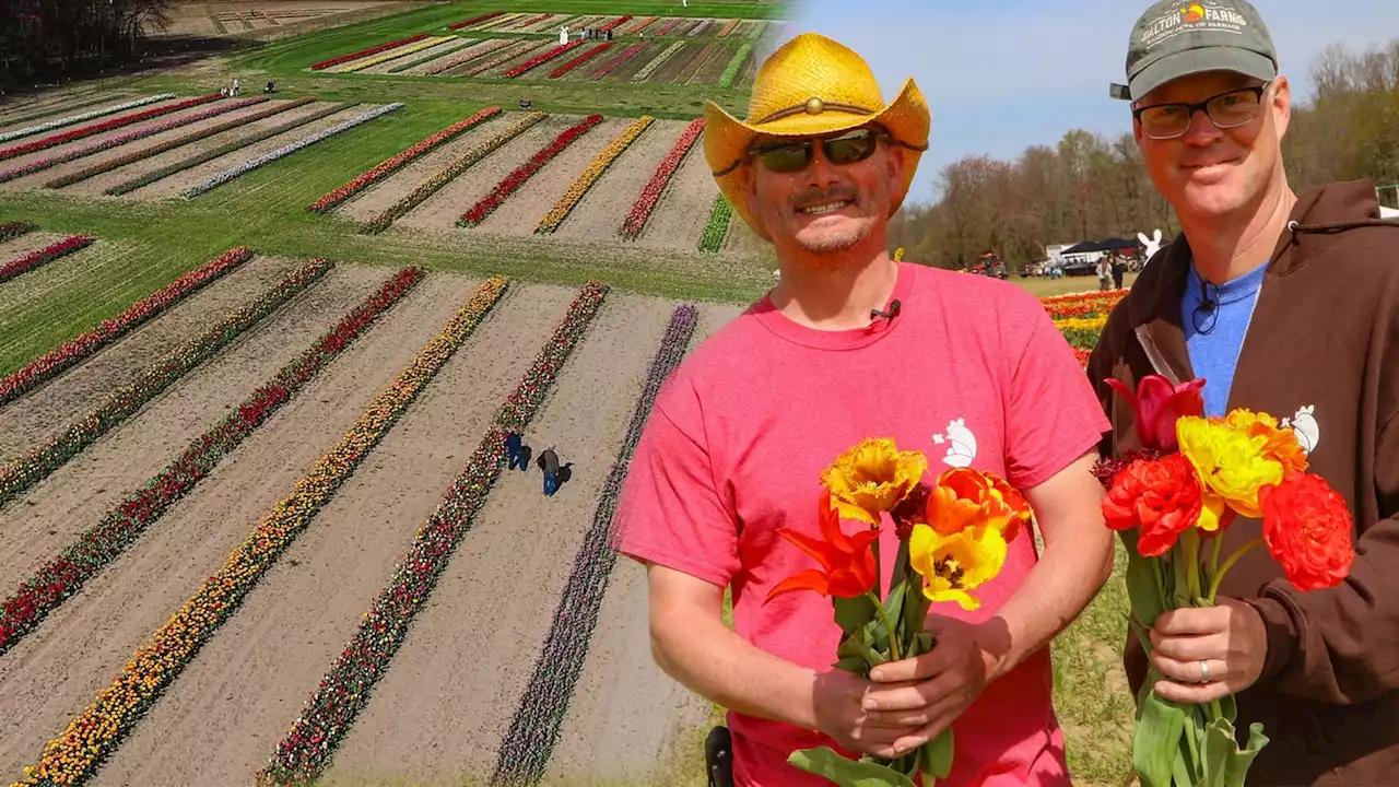 Spring Tulip Festival helps to preserve family farm