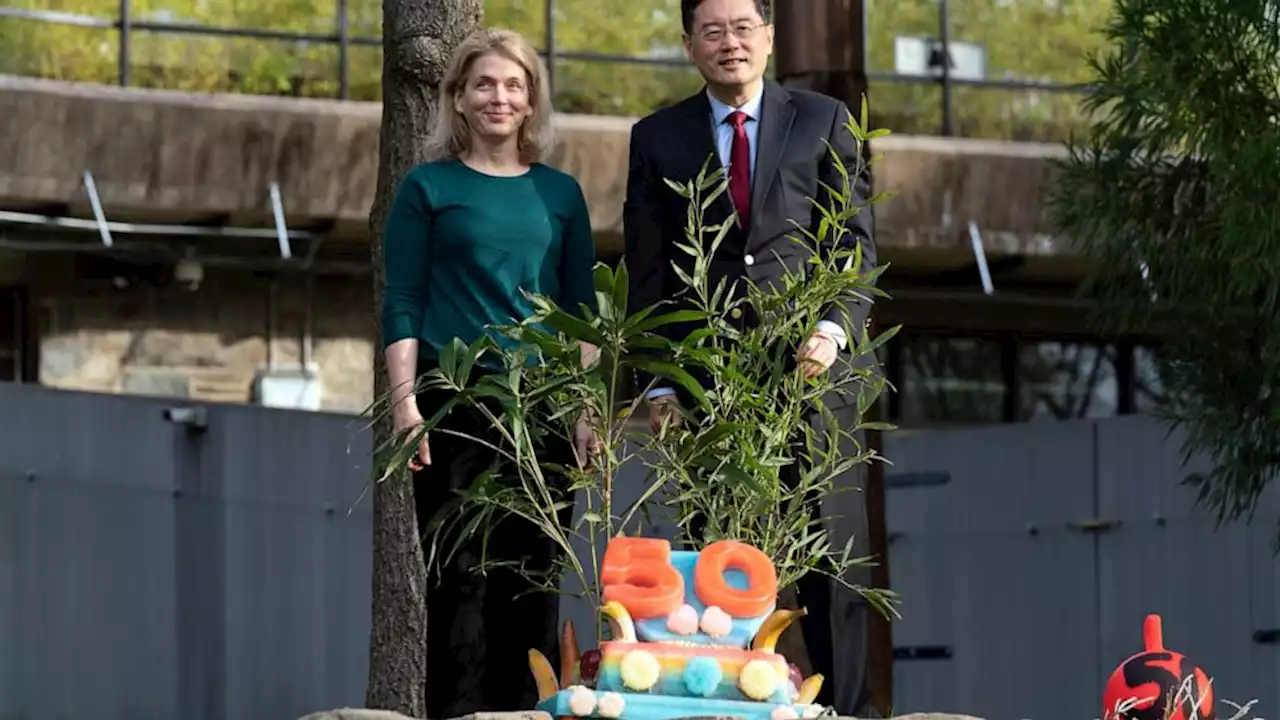 Pandas devour ice cake to celebrate 50 years at National Zoo | United ...