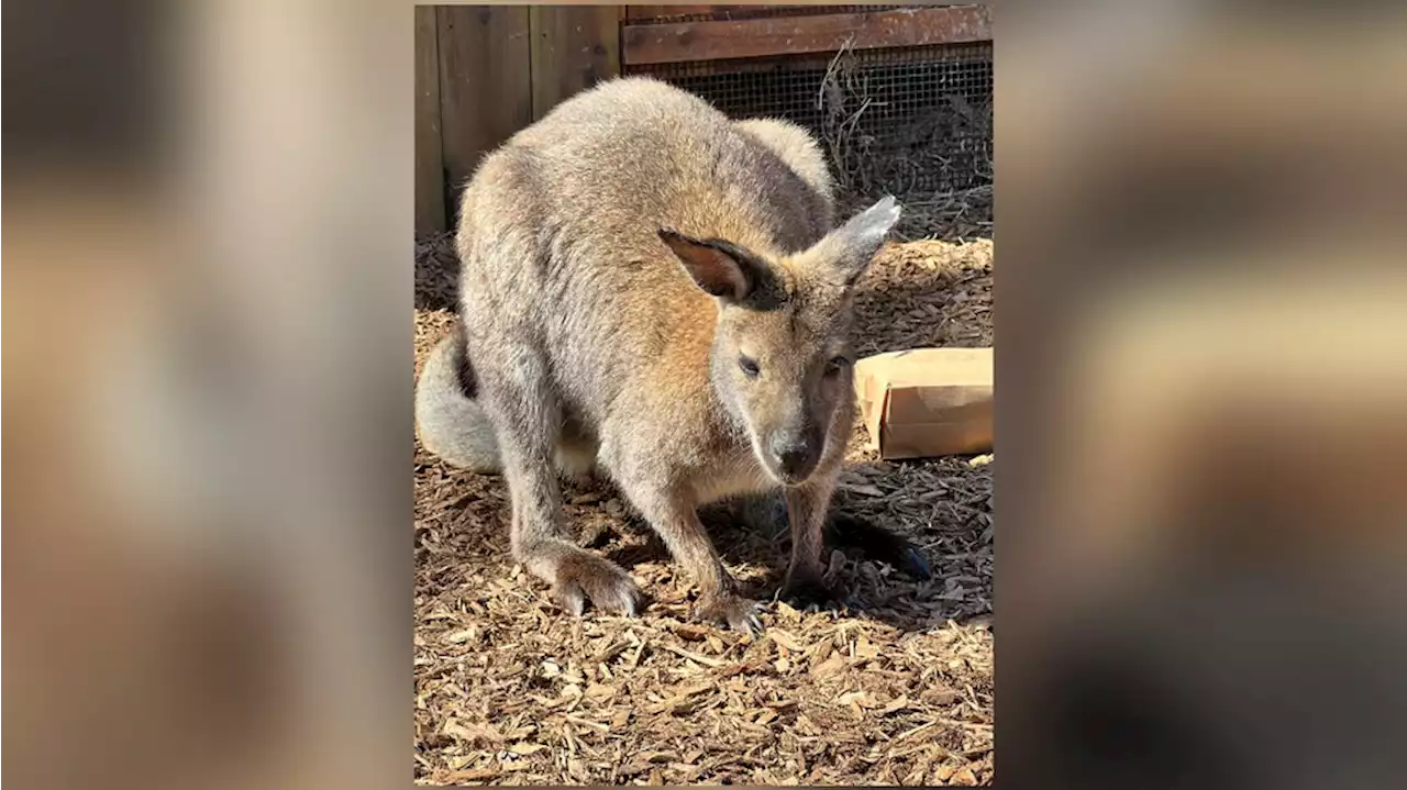 Missing Wallaby found on Memphis Zoo property