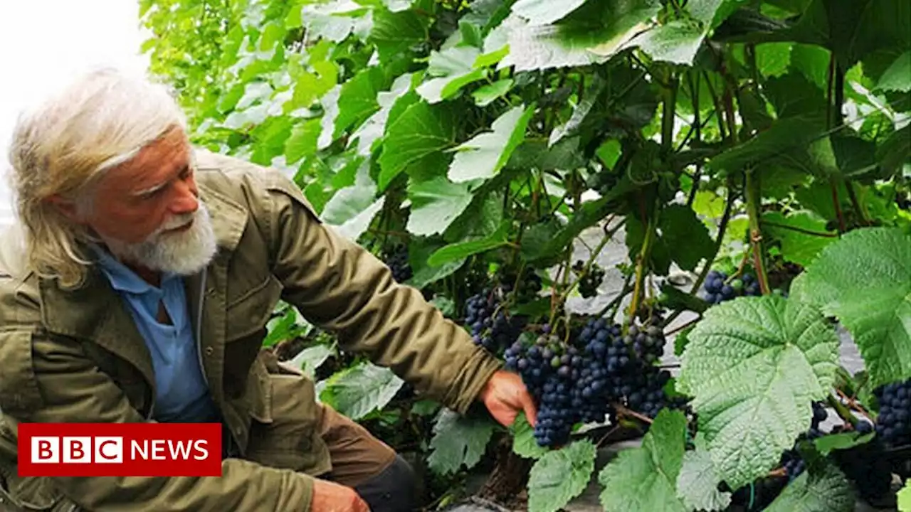 Climate change: 'We're making wine in Norway'