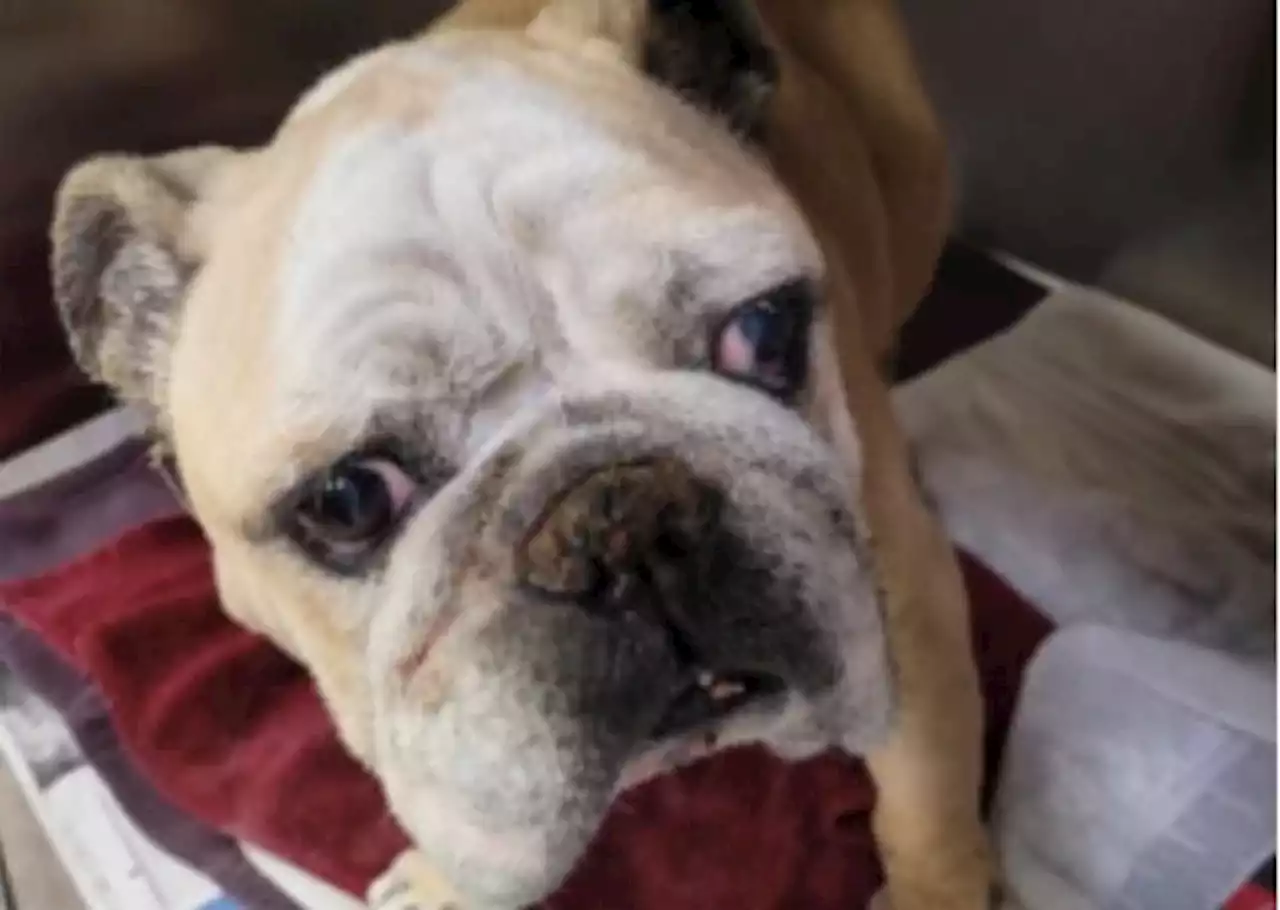 Dallas police ask for help finding animal-cruelty suspect after abandoned bulldog is found