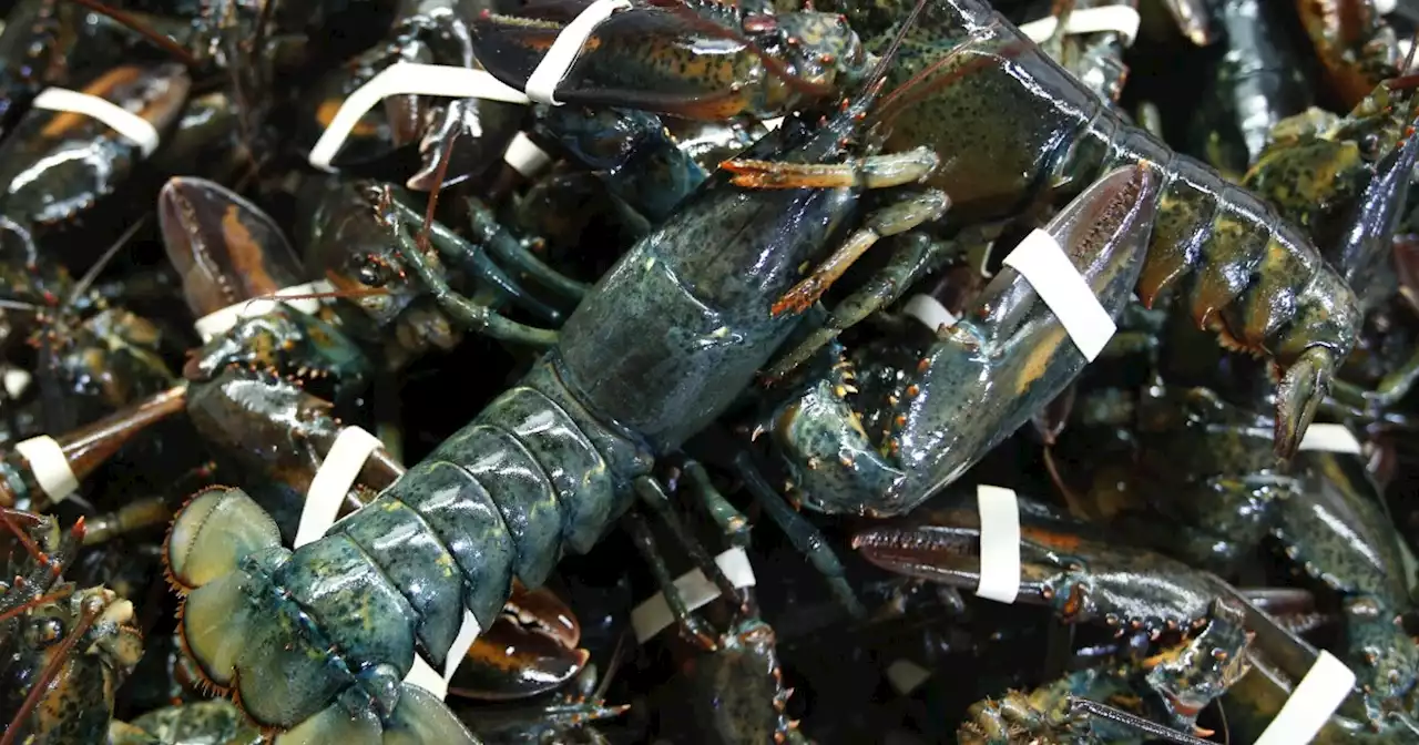 WATCH: Maine's 'Lobster Lady' still going strong at 101