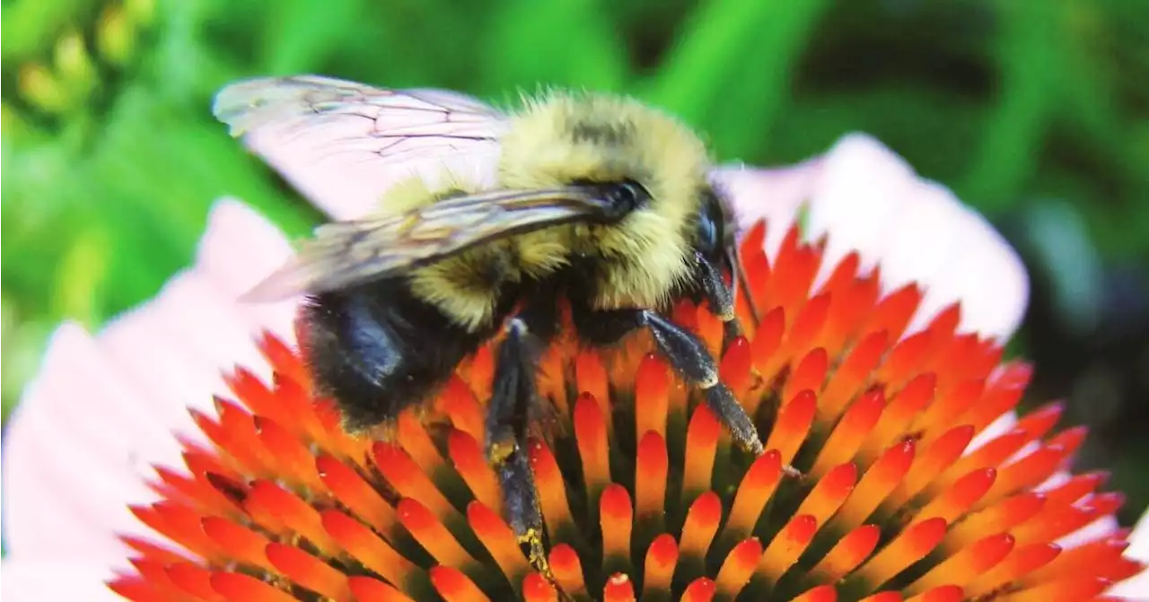 Answer Man: Where do bumble bees nest?