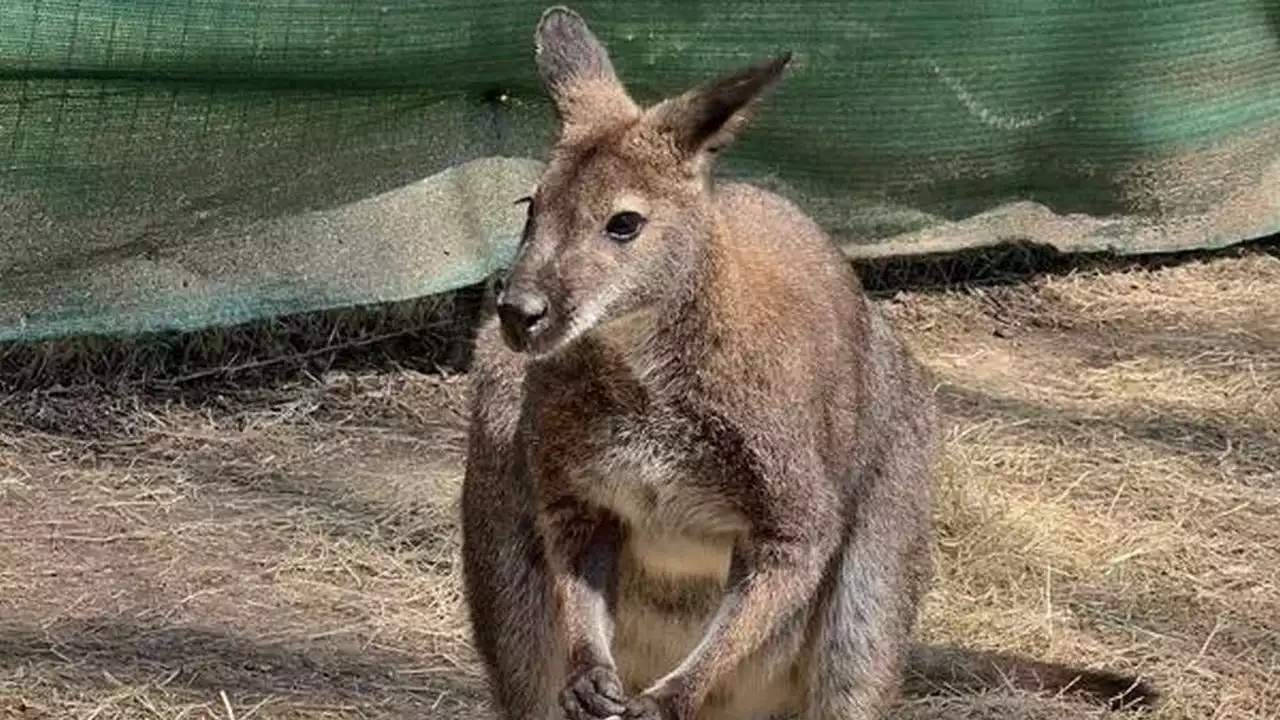 Missing wallaby found in Memphis Zoo after storm: 'Searched multiple times'