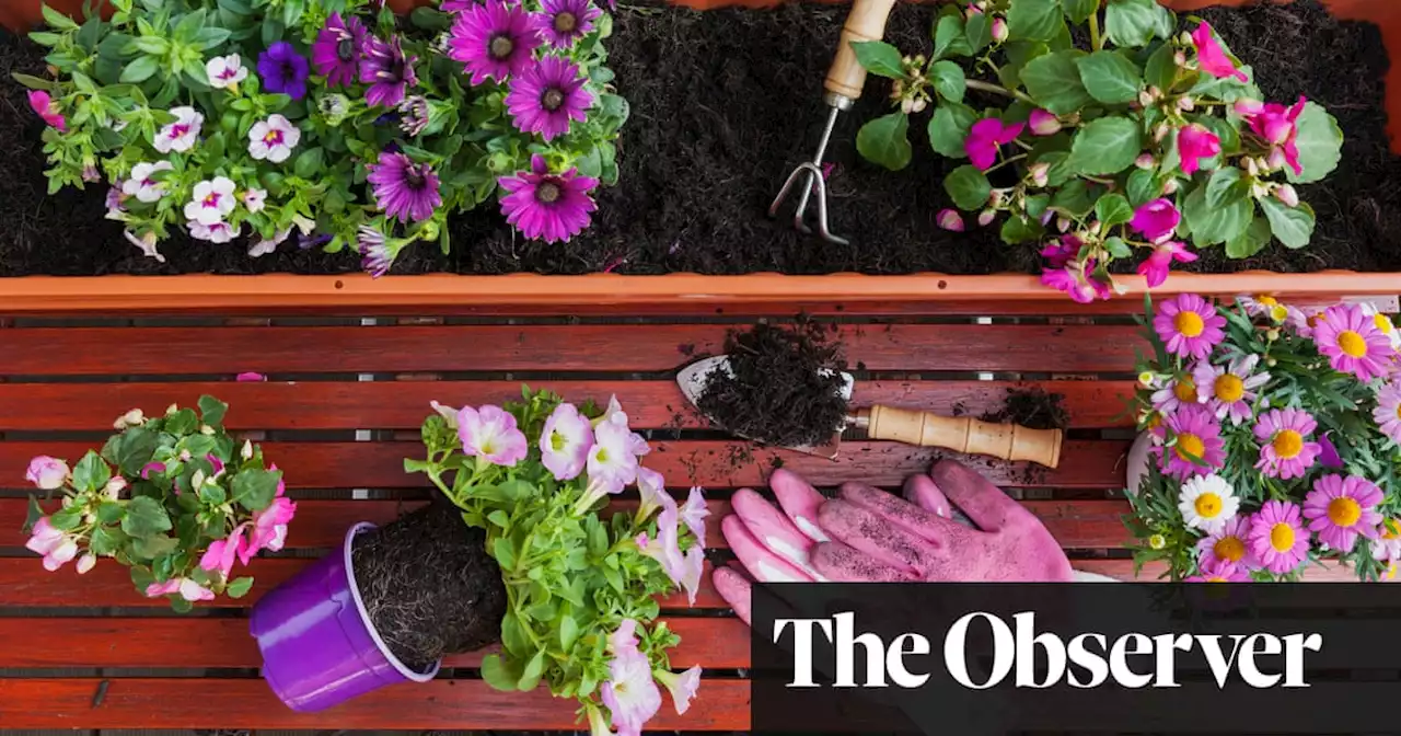 A window box brings joy and spring colour