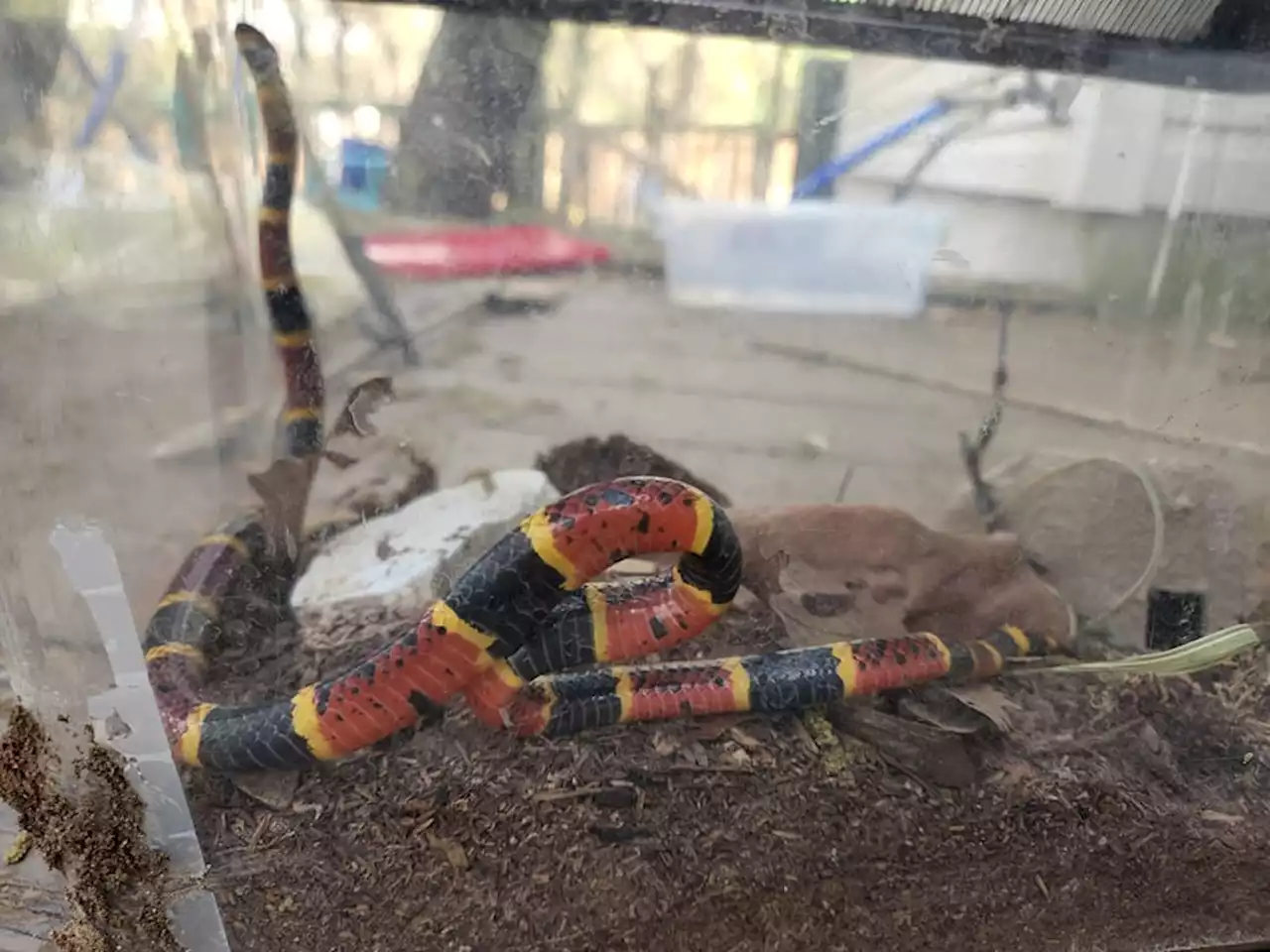 3-year-old spots coral snake outside his Northwest Side home and quickly alerts his dad