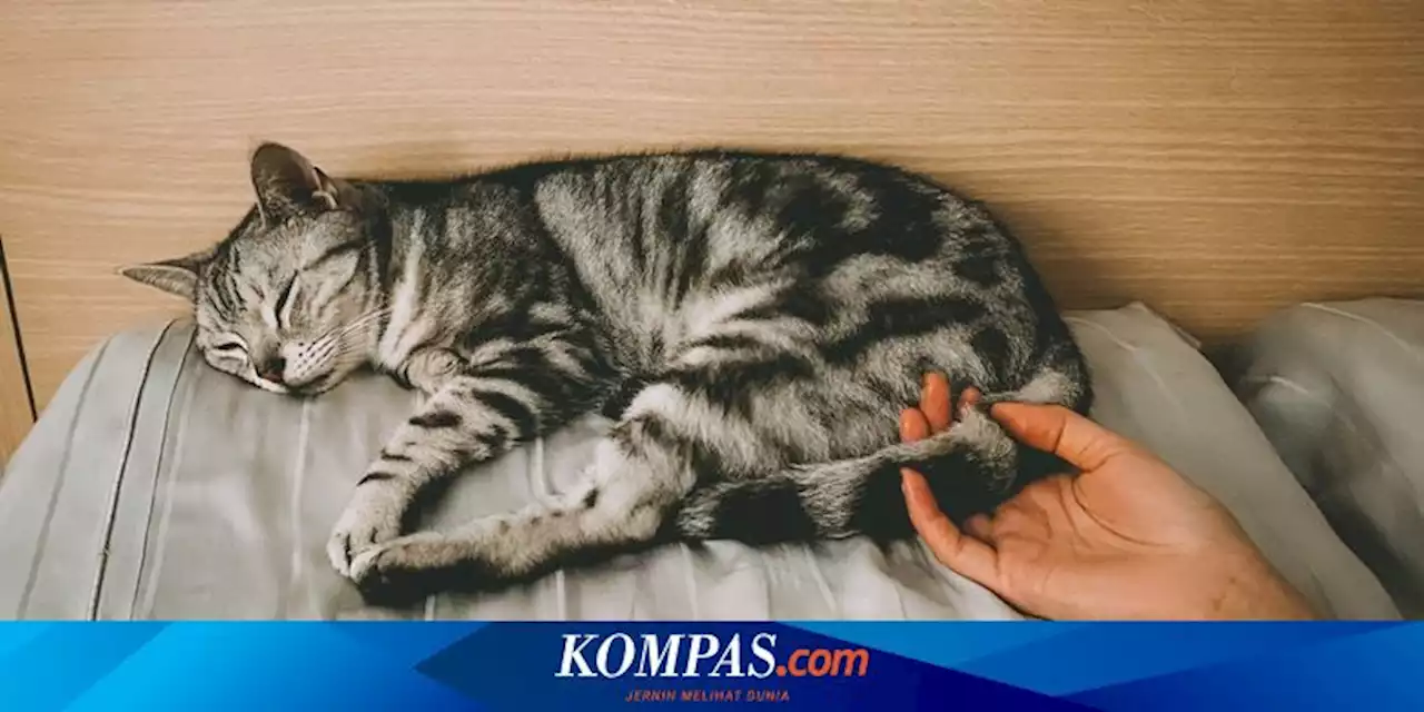 10 Penyebab Kucing Peliharaan Tidur Lebih Banyak dari Biasanya