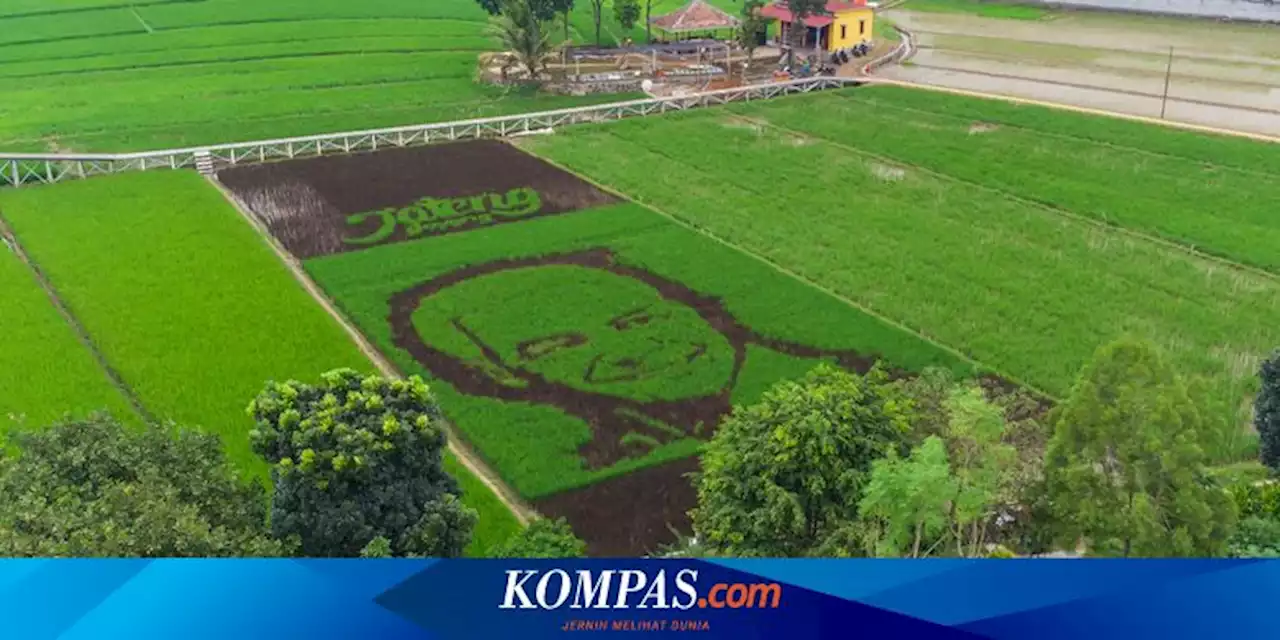 Sawah Lukis di Bergas Lor Kabupaten Semarang, Ada Gambar Ganjar Pranowo