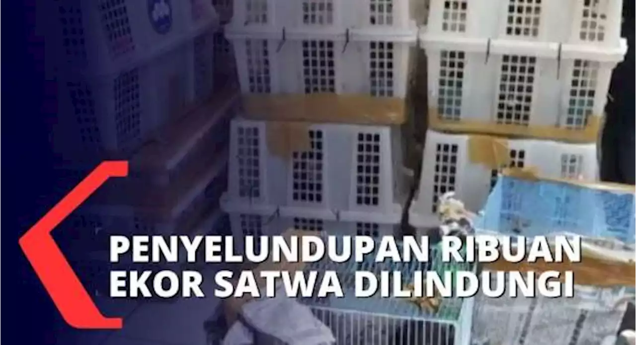 Ribuan Ekor Satwa Dilindungi Diduga Akan Diselundupkan ke Jakarta Melalui Pelabuhan Bakauheni