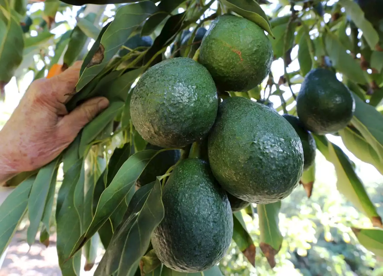 How to help avocado trees that are losing leaves