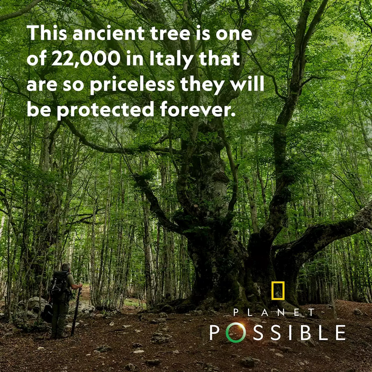 See the beautiful, ecologically priceless trees Italy is protecting forever