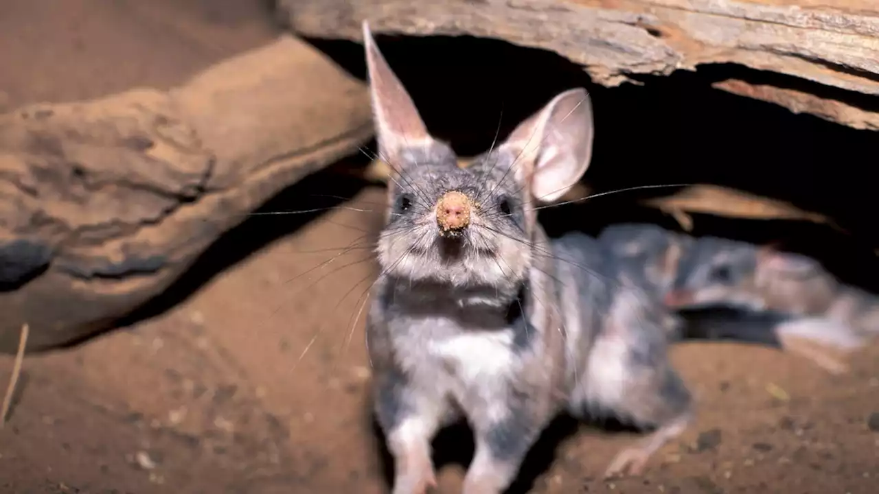 Meet the bilby, Australia's own 'Easter bunny'