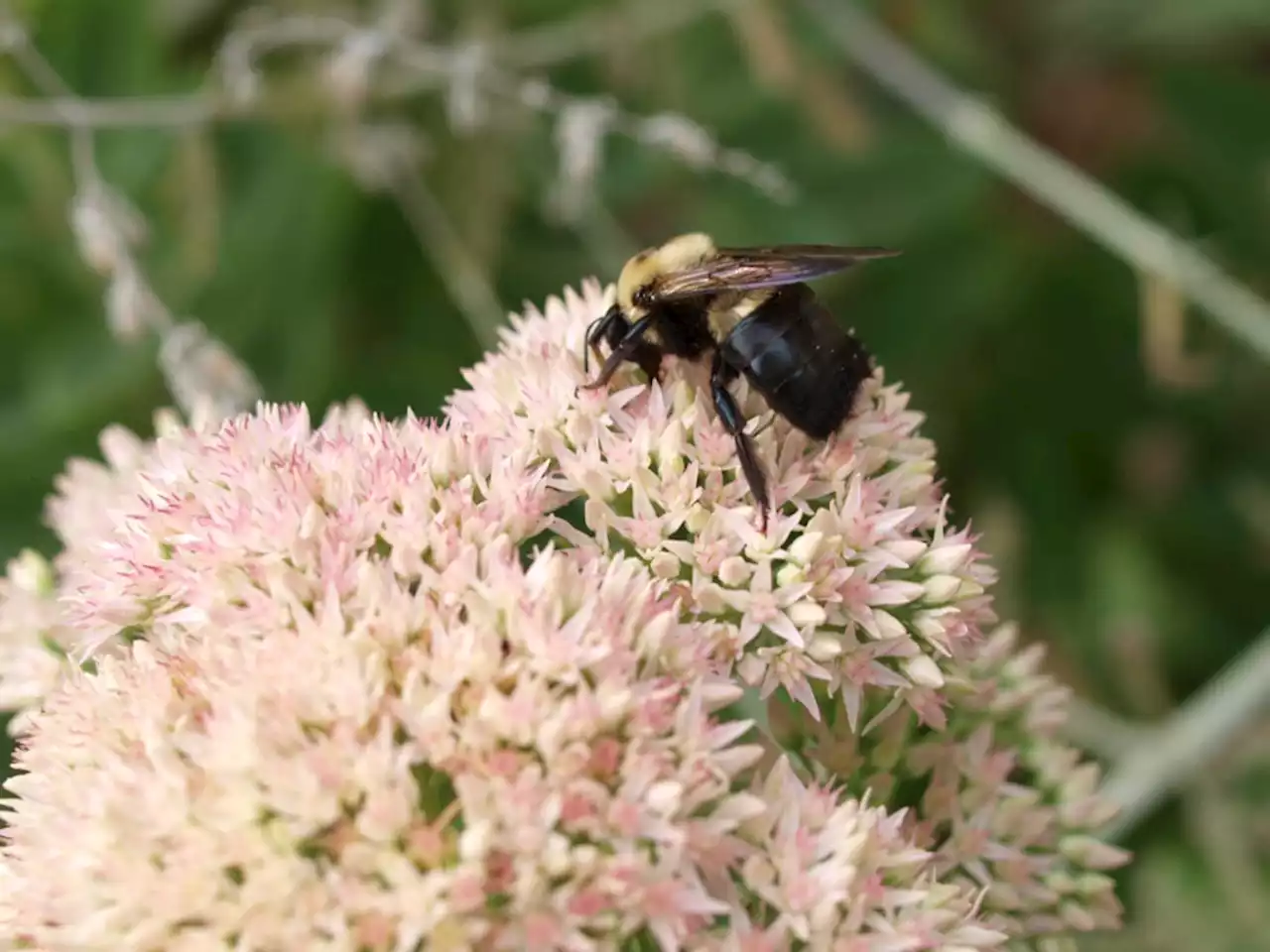 Simple ways to get carpenter bees to stop remodeling your home