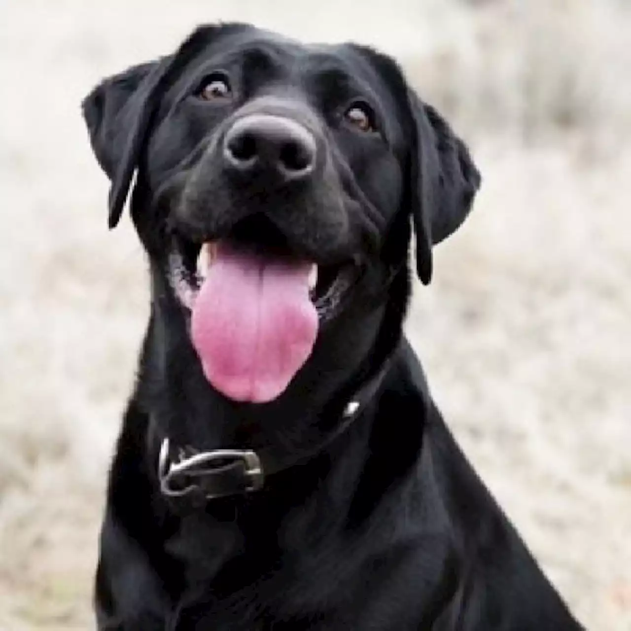 Toyota Punya Kendaraan Otonom untuk Anjing Jalan-jalan