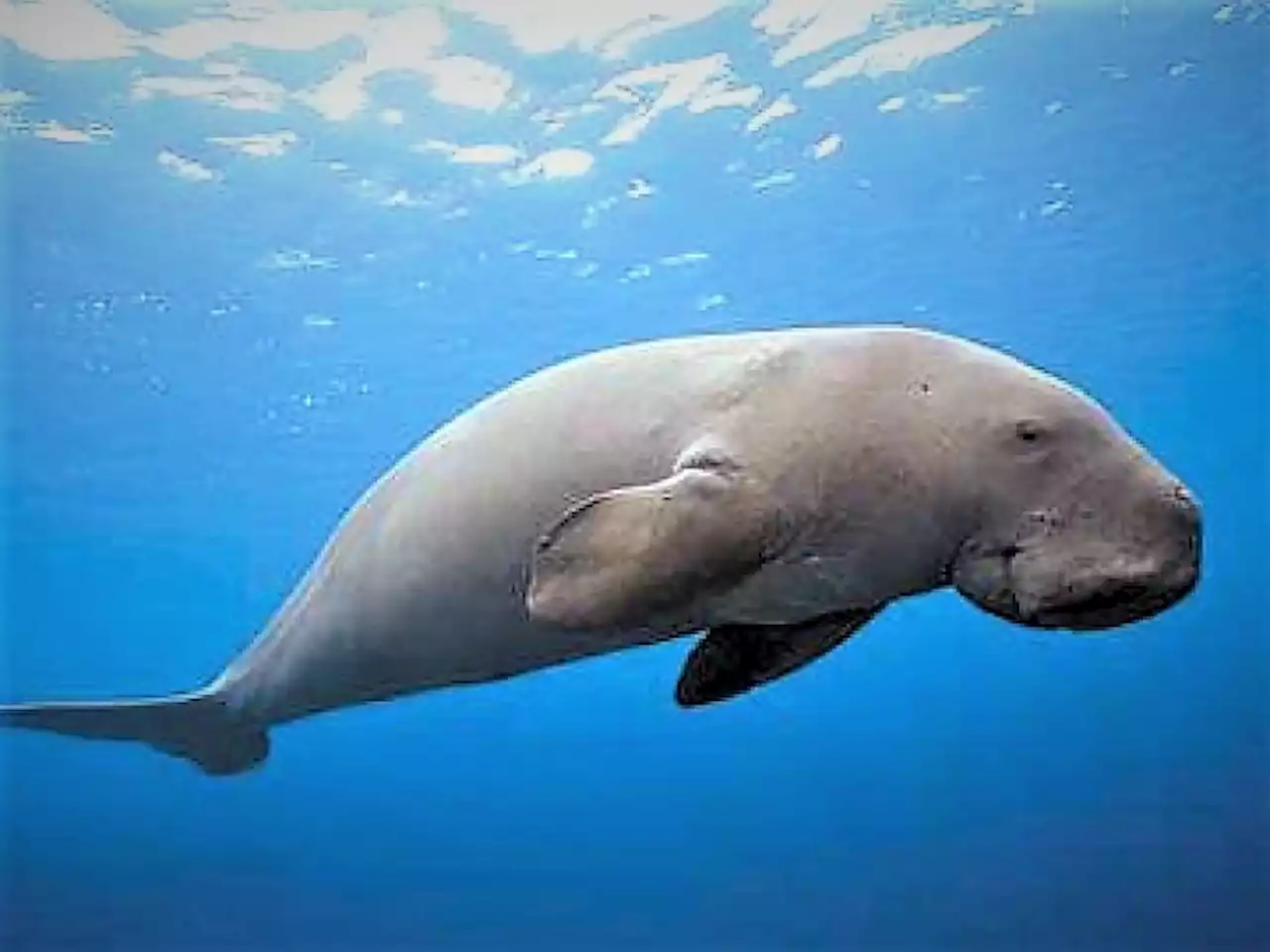 ‘ลิบงโมเดล’ จากประมงพื้นบ้าน สู่เส้นทางการอนุรักษ์-ท่องเที่ยวชุมชน-Sea Farming