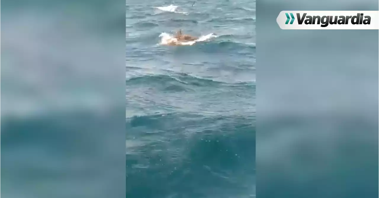 Video: Avistaron tiburón ballena en Santa Marta