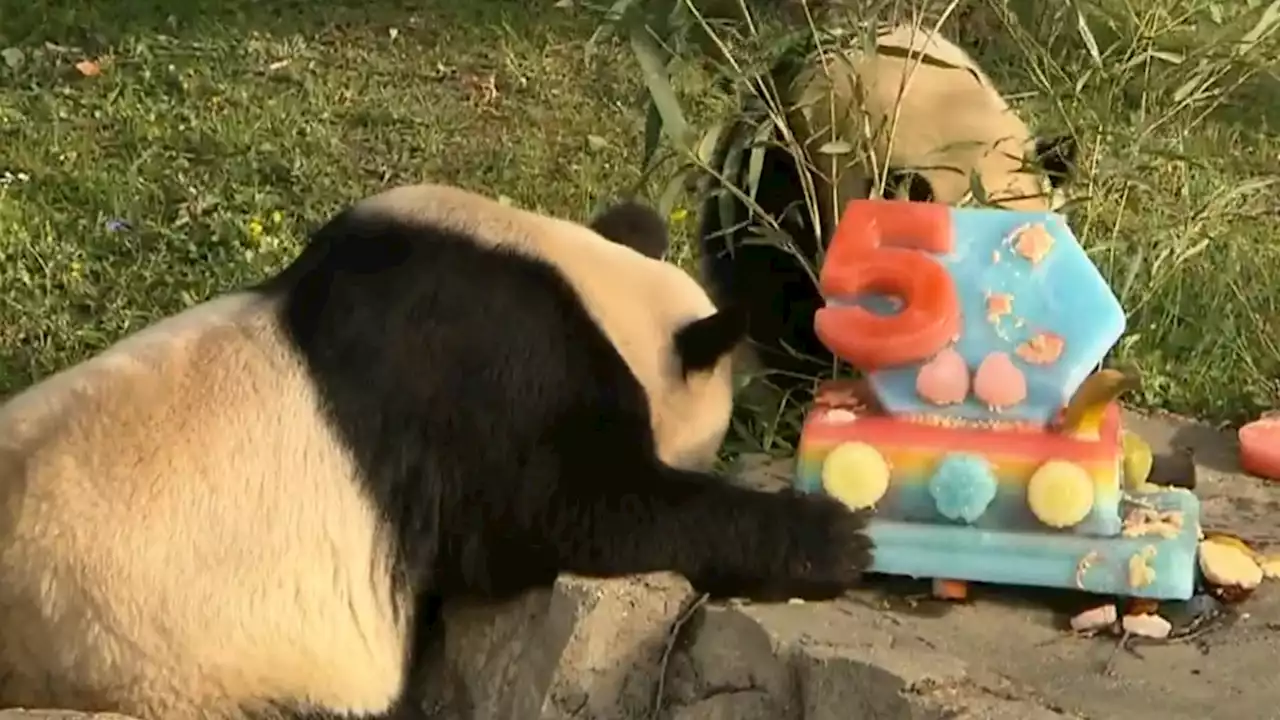 Giant pandas celebrate 50-year anniversary of U.S.-China program