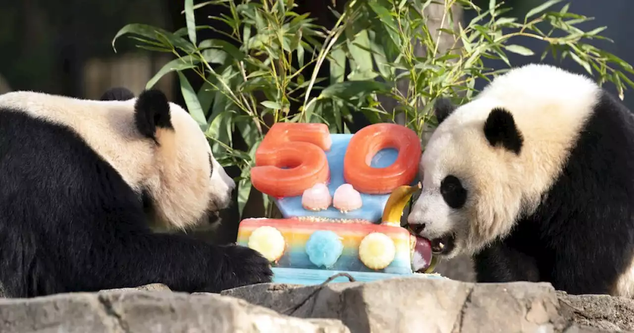 Pandas celebrate 50 years at National Zoo by devouring ice cake