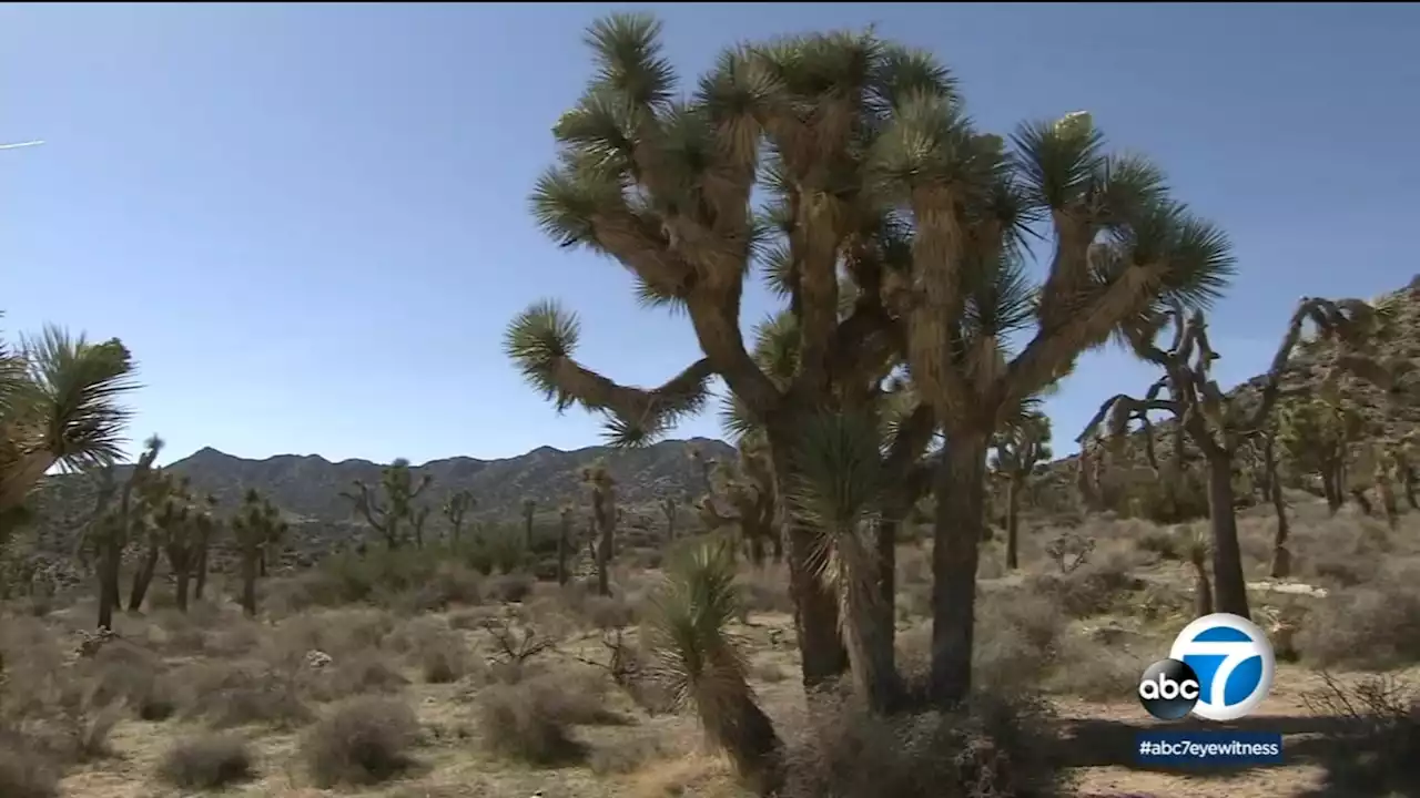 Disney Planet Possible: Protecting the treasures of Joshua Tree National Park