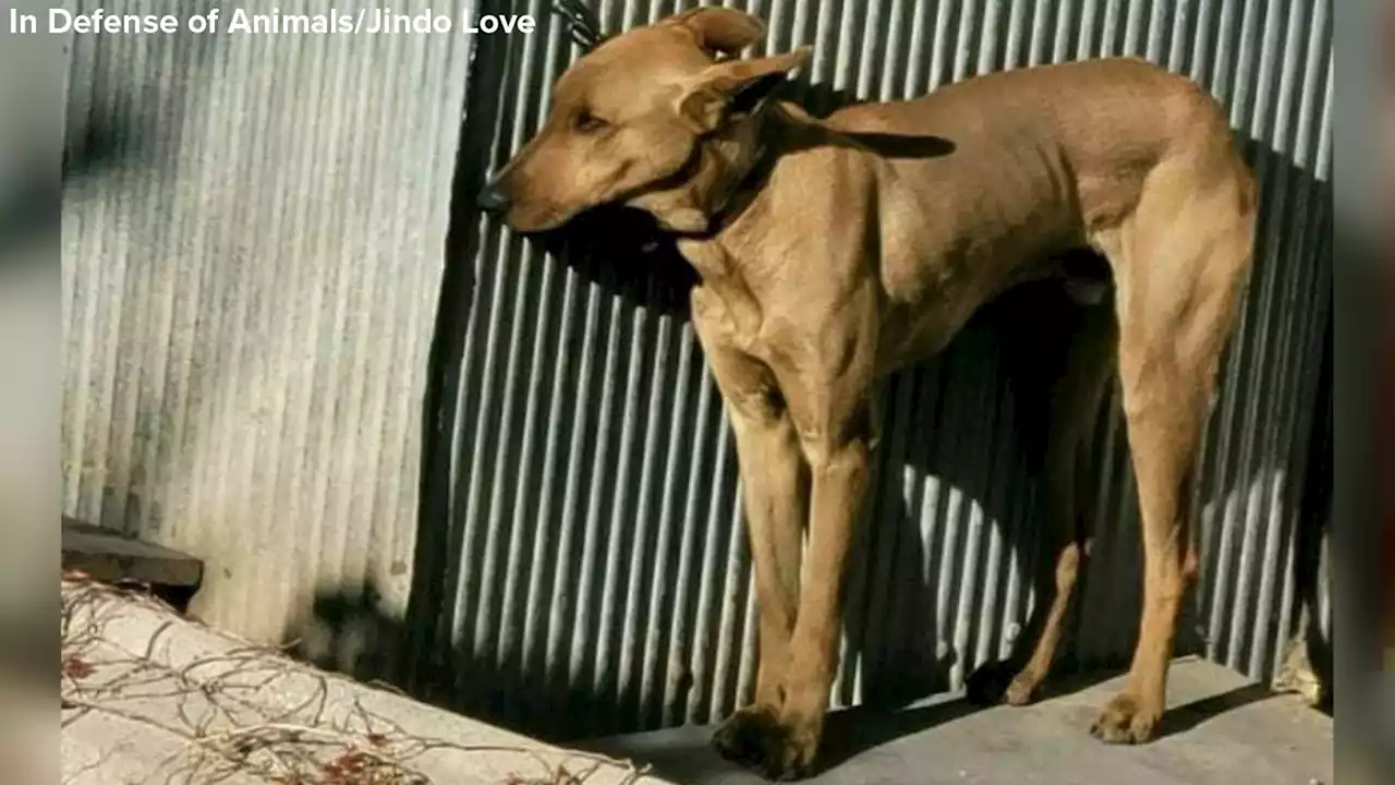 Dog from South Korea chained up in heartbreaking photo gets new forever ...