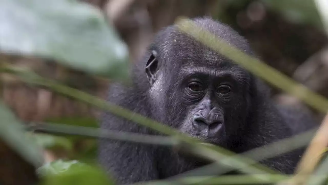 World’s oldest gorilla in captivity celebrates 65th birthday