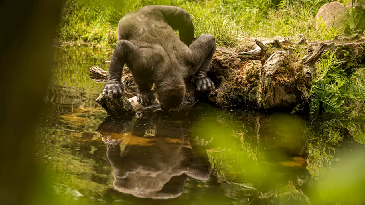 Climate Change is Making Mountain Gorillas Thirstier